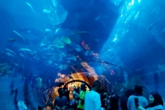 Aquarium at the mall20150809_212054