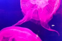 Jellyfish20150809_221606