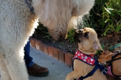 Claude and little dog20171206_142542