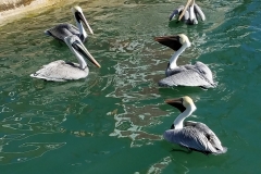 Pelicans20171206_135747