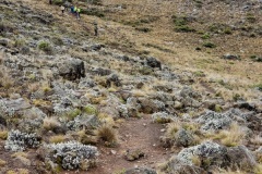 Leaving-Mawenzi-tarn-camp20200113_085511