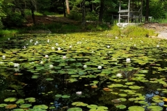 Lilly pond Monhonk Mountain House20180704_110237