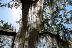 Fairchild Tropical Botanic GardenSpanish Moss20151003_141317