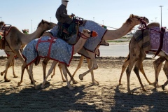 Doha-Al-Shahaniya-Racetrack20200106_095941