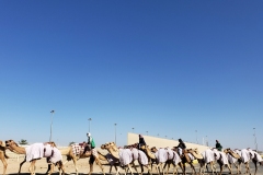 Doha-Camel-racing-training-at-Al-Shahaniya-racing-track20200106_093237