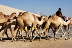 Doha-Camel-racing-training-at-Al-Shahaniya-racing-track20200106_093807