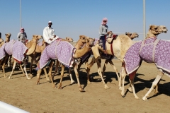 Doha-Camel-racing-training-at-Al-Shahaniya-racing-track20200106_094536