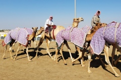 Doha-Camel-racing-training-at-Al-Shahaniya-racing-track20200106_094545