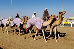 Doha-Camel-racing-training-at-Al-Shahaniya-racing-track20200106_094654