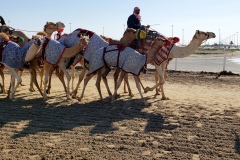 Doha-Camel-racing-training-at-Al-Shahaniya-racing-track20200106_095946