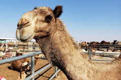 Doha-Camel-racing-training-at-Al-Shahaniya-racing-track20200106_1005390