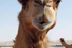 Doha-Camel-racing-training-at-Al-Shahaniya-racing-track20200106_100639