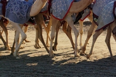 Doha-Camel-racing-training-at-Al-Shahaniya-racing-trackB-20200106_095946