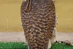 Falcon-Souk20200106_170826