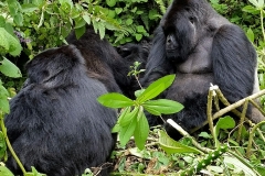 Group of Gorillas20150815_114158