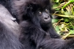 Rwanda Gorilla20150815_112244