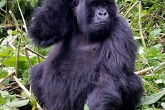 Sitting Gorilla20150815_113803