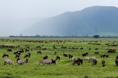 Ngorongoro-Conservation-Area20200116_152845