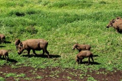 Ngorongoro-Conservation-Area20200117_102905