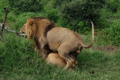 Ngorongoro-Conservation-Area20200118_141952