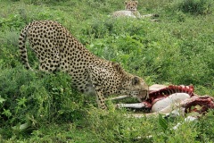 Ngorongoro-Conservation-Area20200118_163055