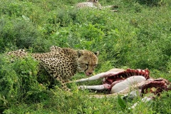 Ngorongoro-Conservation-Area20200118_163207