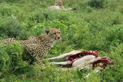 Ngorongoro-Conservation-Area20200118_163214