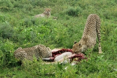 Ngorongoro-Conservation-Area20200118_163520