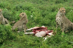 Ngorongoro-Conservation-Area20200118_164602