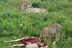 Ngorongoro-Conservation-Area20200118_165919