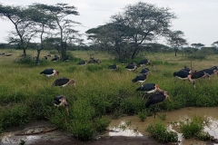 Ngorongoro-Conservation-Area20200119_133521