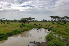 Serengeti20200119_133329