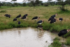 Serengeti20200119_133334