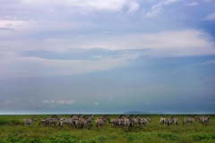 Serengeti20200119_140137