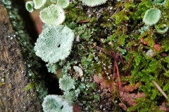 Lichen 20160926_114559