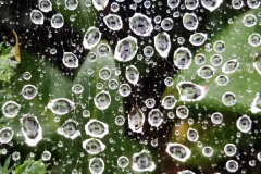 Water drops on spiderweb 20160930_145426