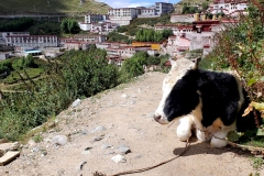 Ganden Monastery20180911_125806