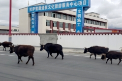 Lhasa20180911_102217