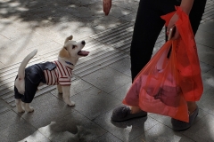 Streets of Lhasa20180924_155418