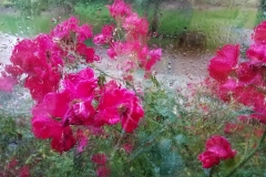 Flowers through window20160919_082427