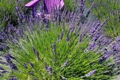 Lavendar-field-Manorville20220704_104458v2