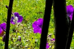 Purple flowers through the trees20160921_124440