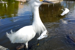 Snowy Egret at gatorland20170515_103741