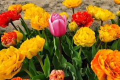 Tulip-Field20220423_173654