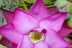 lotus flower mumbai flower market20160508_162558